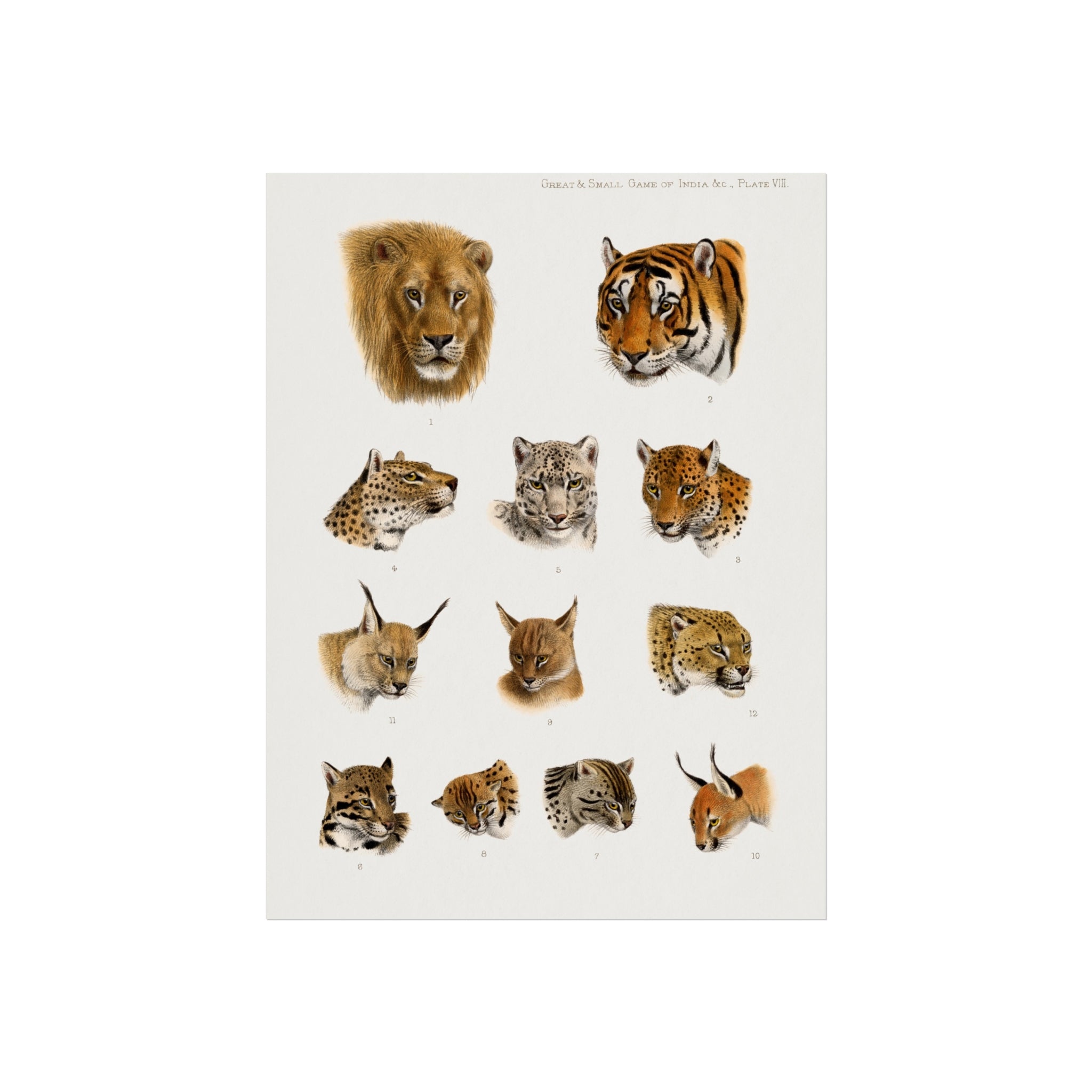 Wild Cat Heads Fine Art Poster — Vintage Big Cats Illustration Print