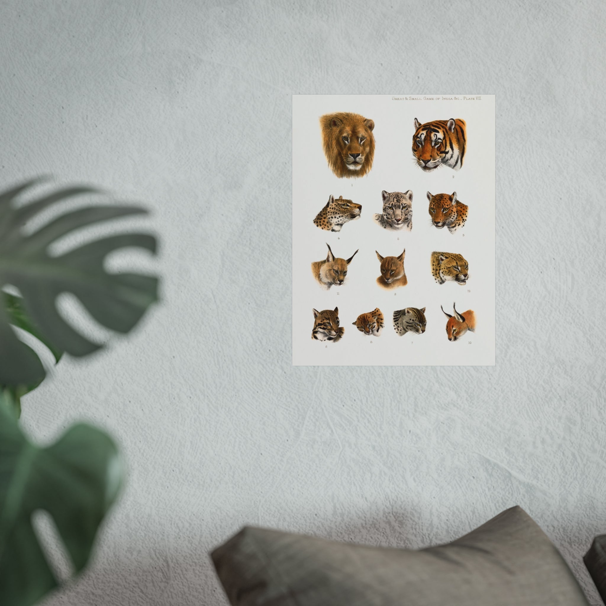 Wild Cat Heads Fine Art Poster — Vintage Big Cats Illustration Print